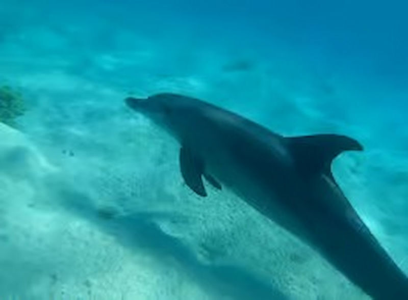 Hurghada Dolphin House Full-Day Snorkeling with Lunch - Breakfast, buffet lunch, and drinks on board