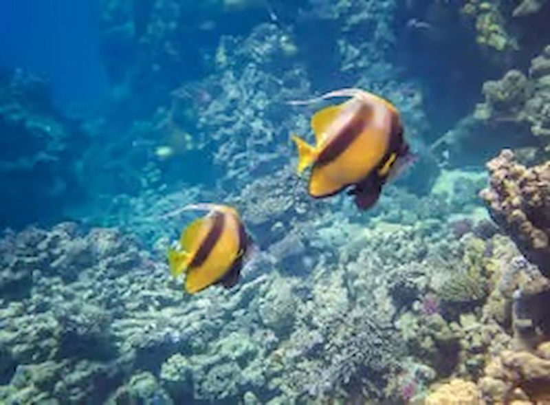 Hurghada Dolphin House Full-Day Snorkeling with Lunch - Is the starting price good value?