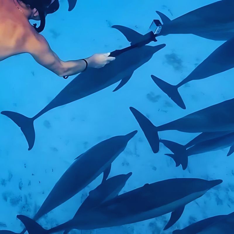 Hurghada Dolphin House Half-Day Snorkeling Tour - Key points before you book