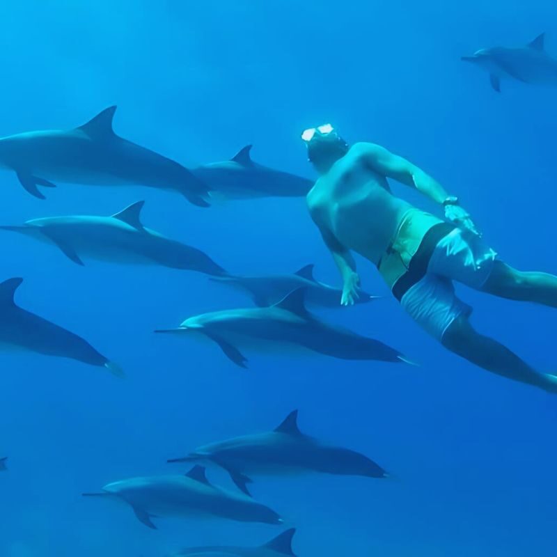 Hurghada Dolphin House Half-Day Snorkeling Tour - Dolphin House is about the chance, not a guarantee