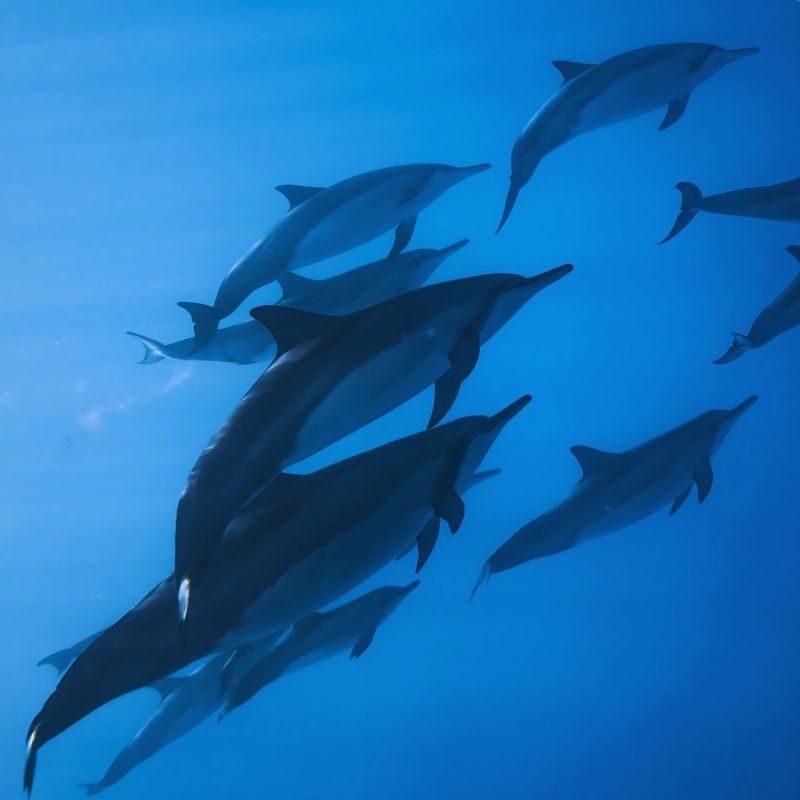 Hurghada Dolphin House Half-Day Snorkeling Tour - The crew and boat can shape the day