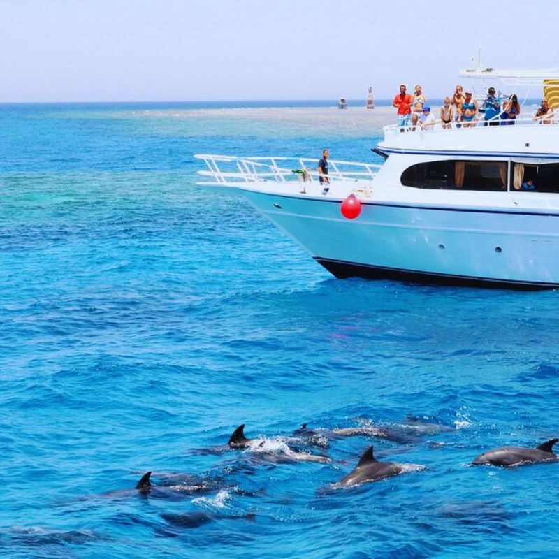 Hurghada Dolphin House Half-Day Snorkeling Tour - Is $17.25 good value?