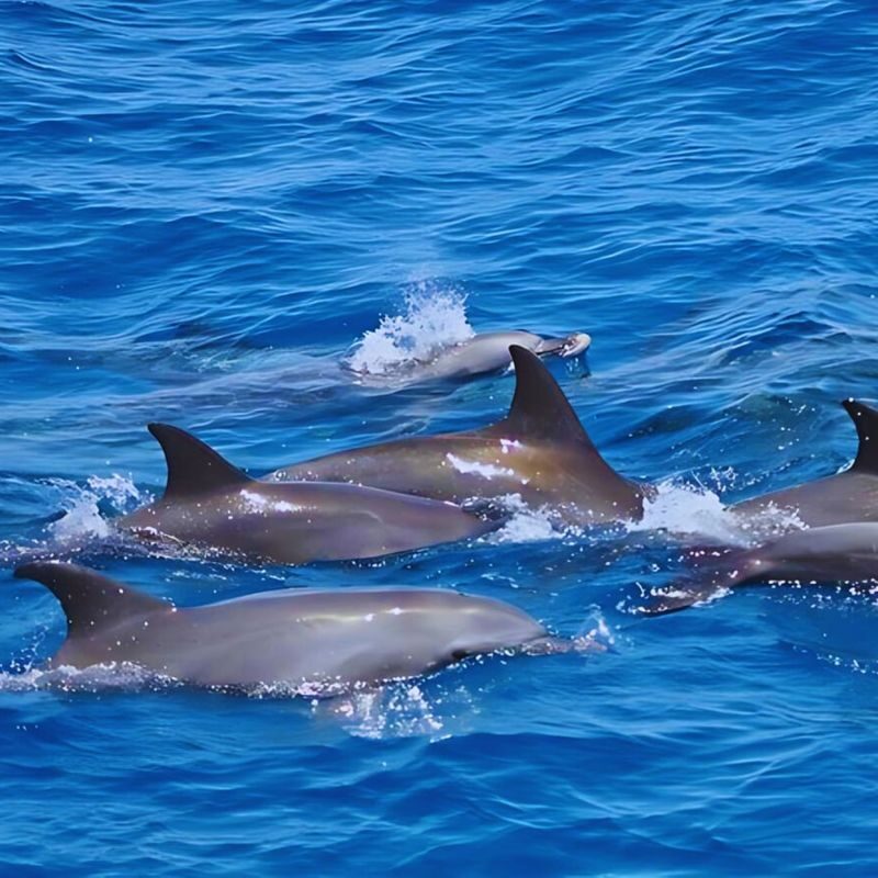Hurghada Dolphin House Half-Day Snorkeling Tour - Who should consider this snorkeling trip?
