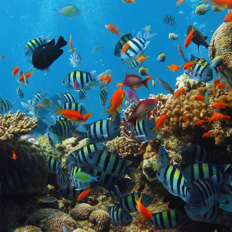 Hurghada Dolphin House Half-Day Snorkeling Tour - A few details to settle before departure