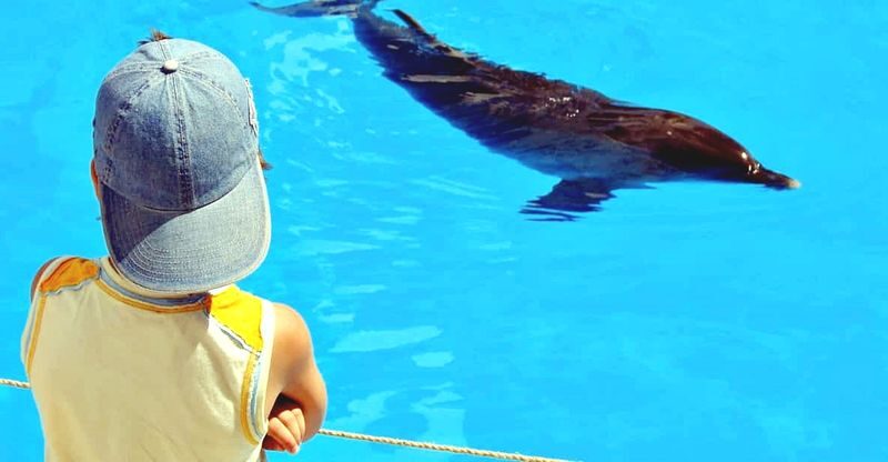Hurghada: Dolphin Watching Boat Tour with Snorkeling & Lunch - A morning pickup, then out to sea