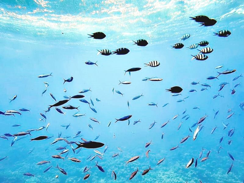 Hurghada: Dolphin Watching Boat Tour with Snorkeling & Lunch - Lunch, drinks and the long ride back
