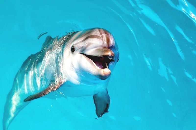 Hurghada: Dolphin Watching Boat Tour with Snorkeling & Lunch - Is the price good value?