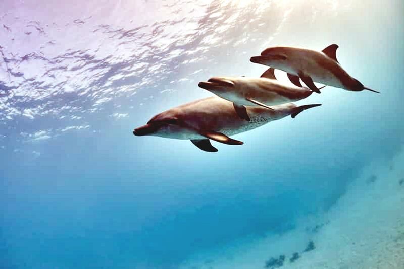 Hurghada: Dolphin Watching Boat Tour with Snorkeling & Lunch - Who will enjoy this trip most?