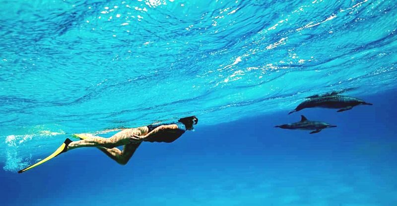 Hurghada: Dolphin Watching Boat Tour with Snorkeling & Lunch - Should you book it?
