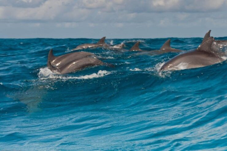 Hurghada: Dolphin Watching Private Yacht & Island Tour - Activity Highlights