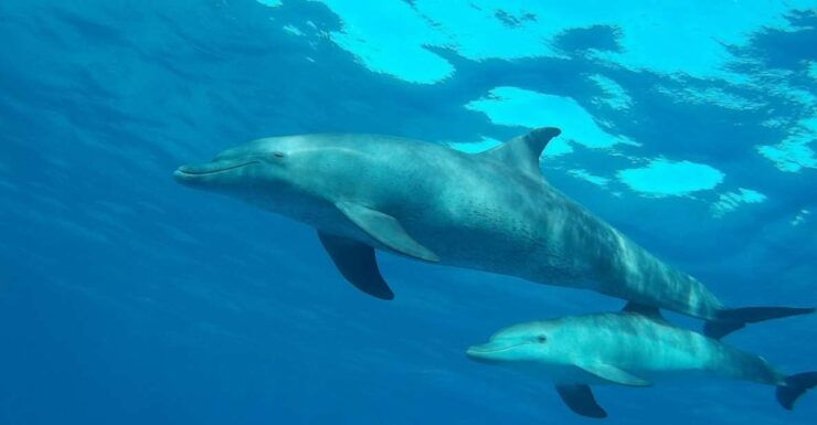 Hurghada: Dolphin Watching With Snorkeling, Lunch, Transfer - Booking and Logistics