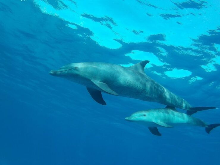 Hurghada: Dolphin Watching With Snorkeling, Lunch, Transfer - Experience and Activities