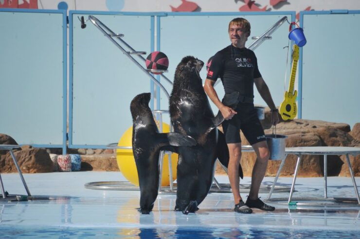 Hurghada: Dolphin World Show With Walruses and Pickup - Experience Highlights