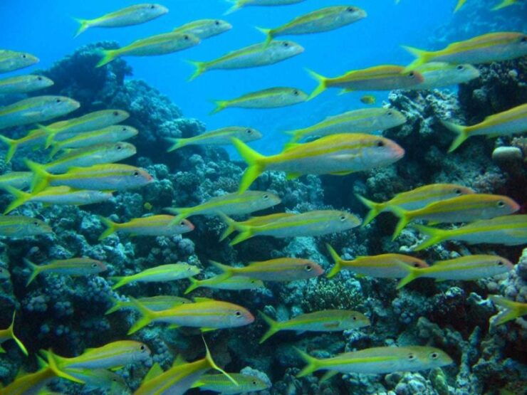 Hurghada: Full-Day Scuba Diving Discovery - Activity Details