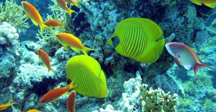 Hurghada: Full-Day Scuba Diving Discovery - Experience Highlights
