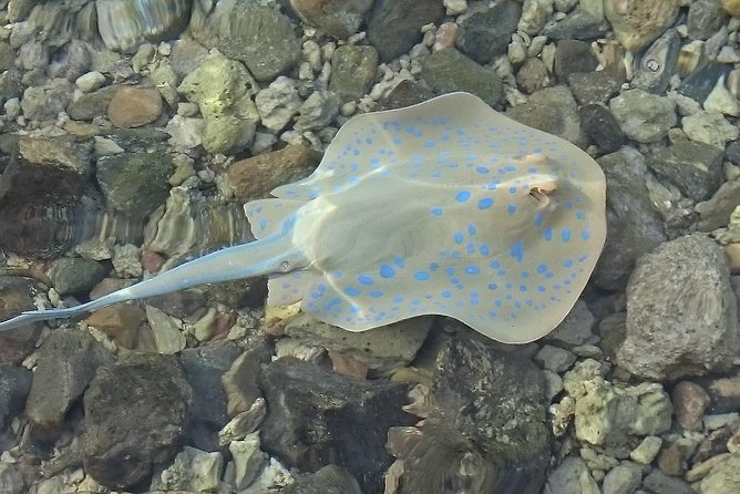 Hurghada Full-Day Snorkel Tour With Lunch, Transfers (Feb ) - Inclusions and Amenities