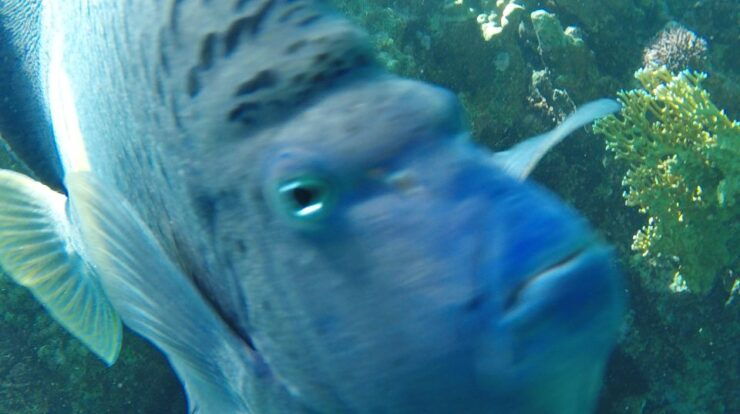 Hurghada: Giftun Island Fun Cruise Tour With Snorkeling - Experience Highlights