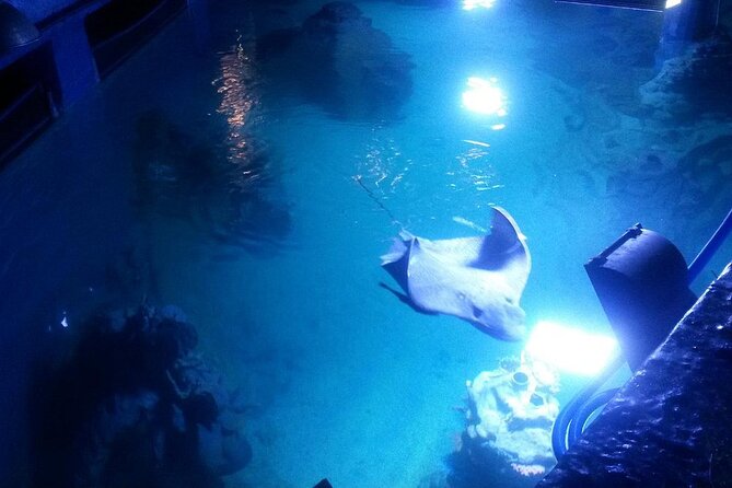 Hurghada Grand Aquarium - Meeting and Pickup