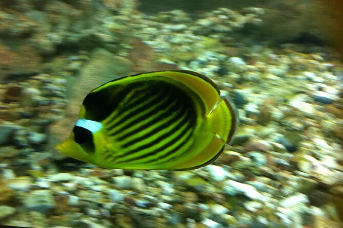 Hurghada Grand Aquarium - End Point