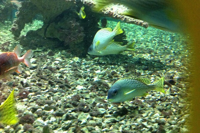 Hurghada Grand Aquarium - Additional Info