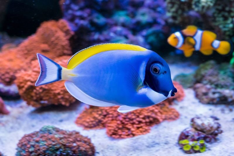 Hurghada Half-Day Snorkeling to Hula Hula Island - What the price covers, and what needs checking