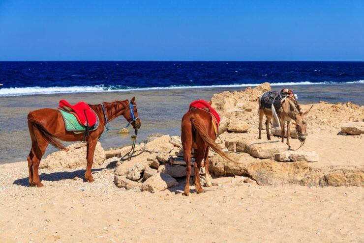 Hurghada: Horse Ride Along the Sea & Desert With Transfers - Activity Information