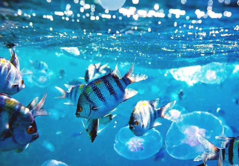 Hurghada Hula Hula Island Boat Tour - Lunch, fruit, and drinks on board