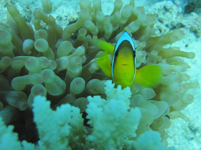 Hurghada Orange Bay Full-Day Snorkeling Adventure - Is $21.49 good value?