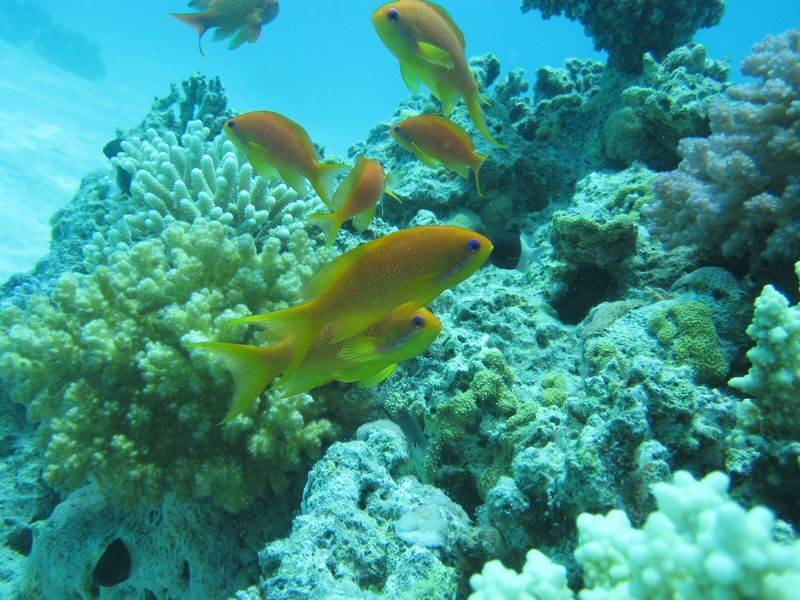 Hurghada Orange Bay Full-Day Snorkeling Adventure - Who should choose this Hurghada trip?
