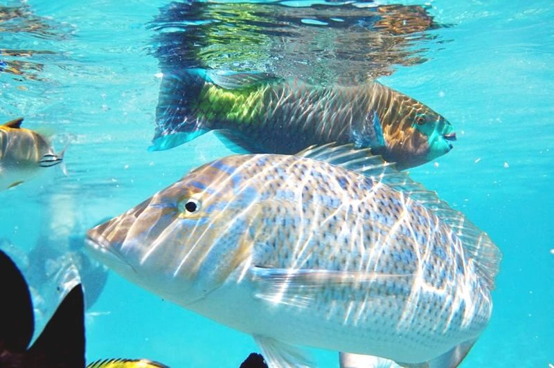 Hurghada Orange Bay Half-Day Speedboat Adventure - From hotel pickup to the marina