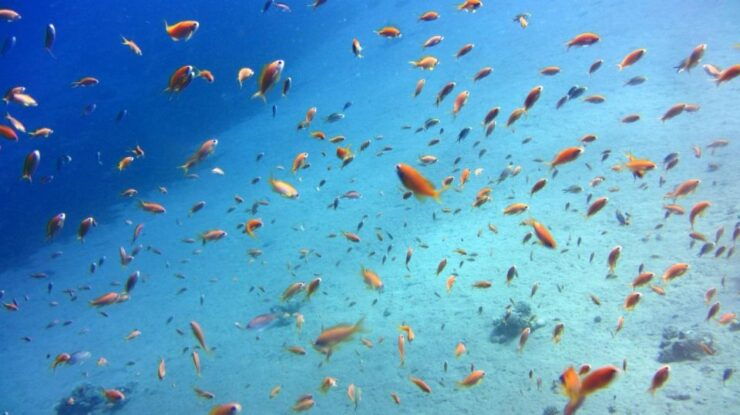 Hurghada: Orange Bay Private Yacht Cruise for Small Group - Booking Details