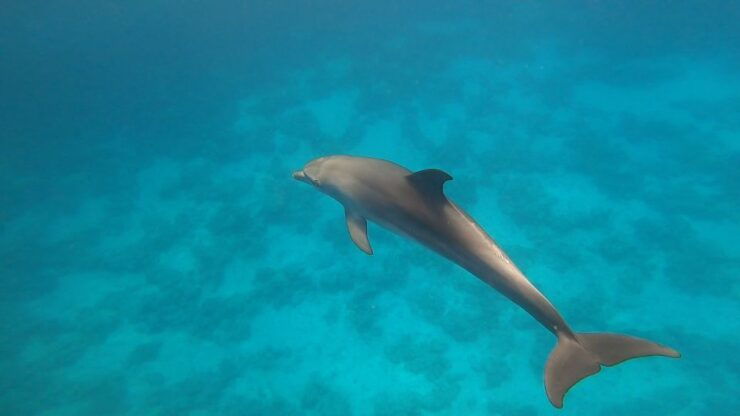 Hurghada: Private Speedboat Adventure With Snacks & Pick-Up - Booking Details