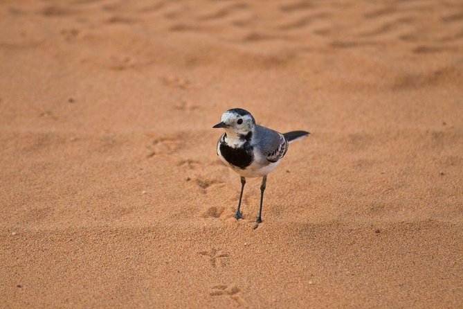 Hurghada: Quad Bike Safari, Bedouin Village & BBQ Feast - Safety Concerns and Accident