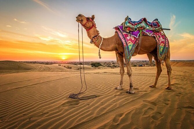 Hurghada: Quad, Jeep, Camel and Buggy Safari With BBQ Dinner - Inclusions