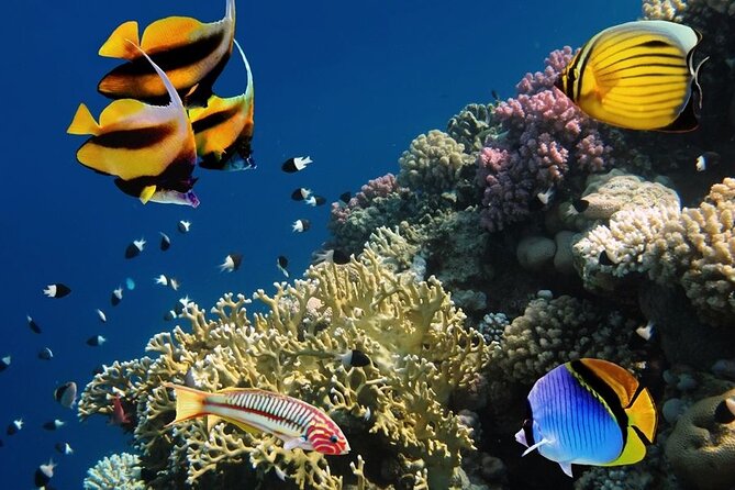 Hurghada Red Sea Fishing and Snorkeling Trip - Good To Know