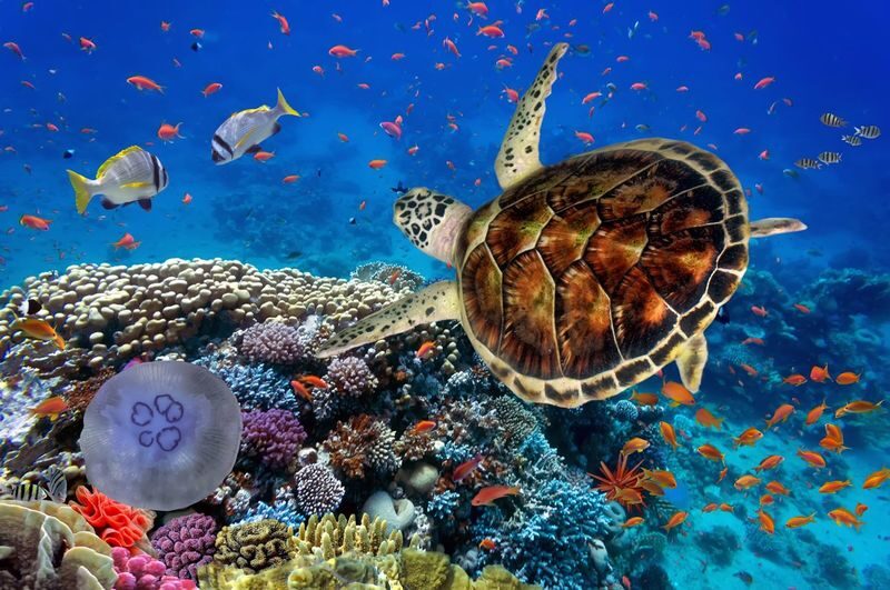 Hurghada Red Sea Full-Day Snorkeling & Dolphin Watching Tour - Banana boat rides and other water activities