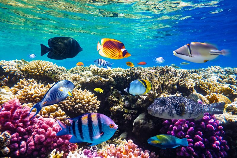 Hurghada Red Sea Full-Day Snorkeling & Dolphin Watching Tour - Who will get the most from this outing