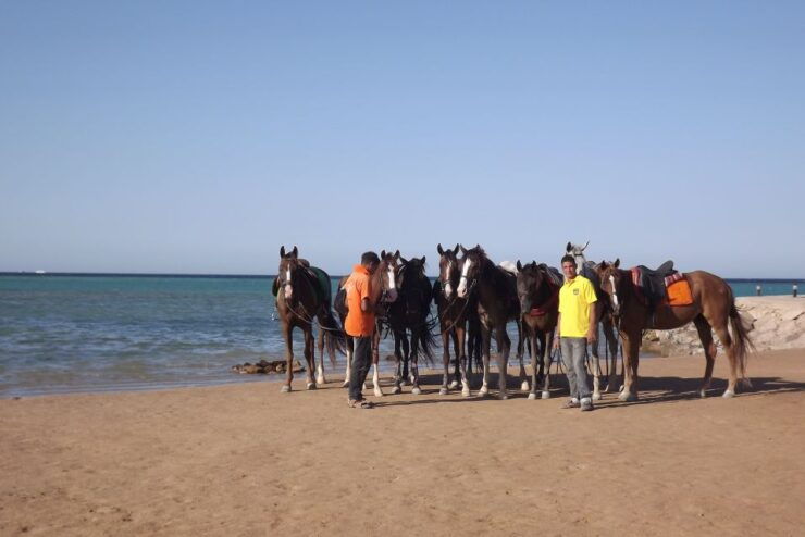 Hurghada: Sea & Desert Horse Tour, Stargazing, Dinner & Show - Booking Information