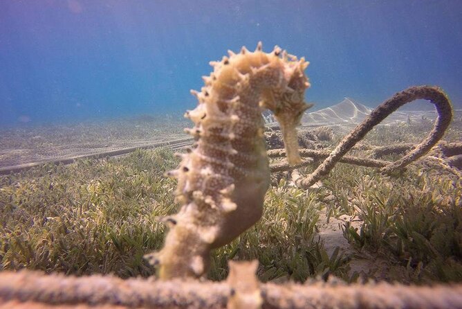 Hurghada Semisubmersible Coral Reef Trip With Snorkeling Stop (Feb ) - Experience Details