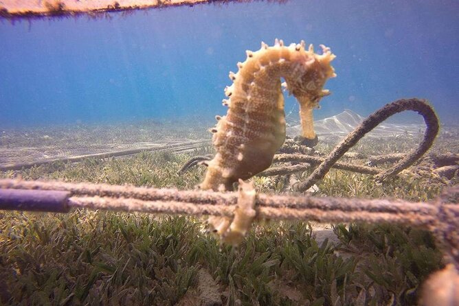 Hurghada Semisubmersible Coral Reef Trip With Snorkeling Stop (Feb ) - Reviews