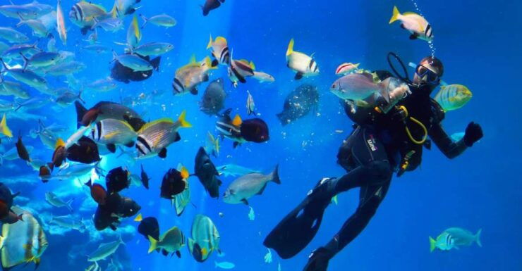 Hurghada: Snorkel, Dive, Parasail & Orange Island W/ Lunch - Experience Highlights