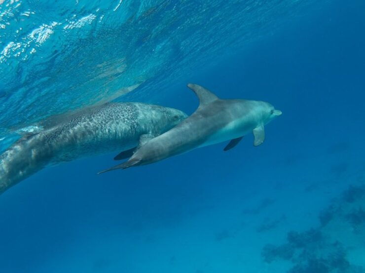 Hurghada: Snorkeling 6-in-1 Yacht Trip to Orange Bay & Lunch - Booking Details