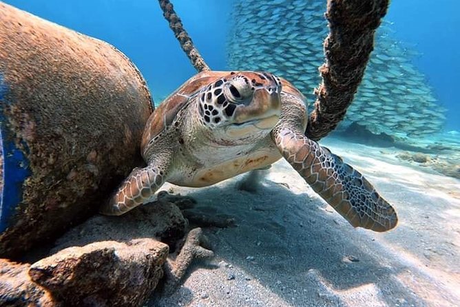 Hurghada Snorkeling Day Trip With Lunch and Dolphin-Spotting (Feb ) - Trip Highlights