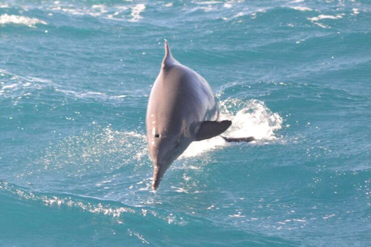 Hurghada: Speedboat Dolphin Watching and Snorkeling - Activity Details