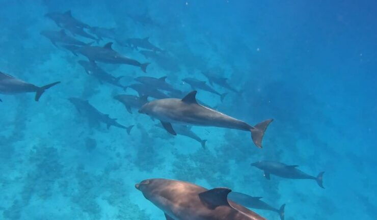 Hurghada: Speedboat Fishing Trip, Trolling & Snorkelling - Experience Highlights