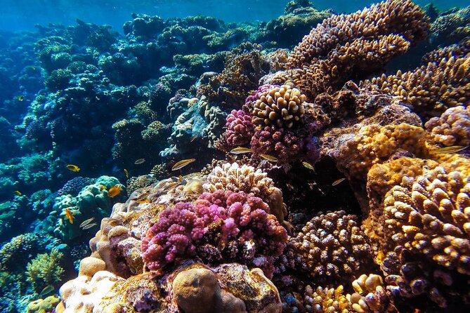 Hurghada Submarine Tour Seascope, Snorkeling, HurghadaToGo - Cancellation Policy