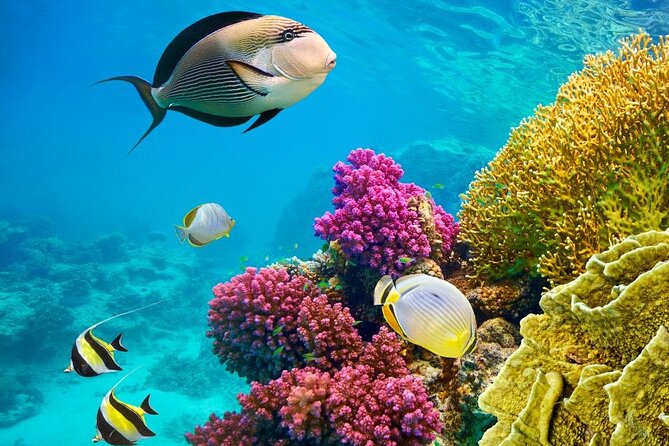 Hurghada Submarine Tour Seascope, Snorkeling, HurghadaToGo - Price and Reviews