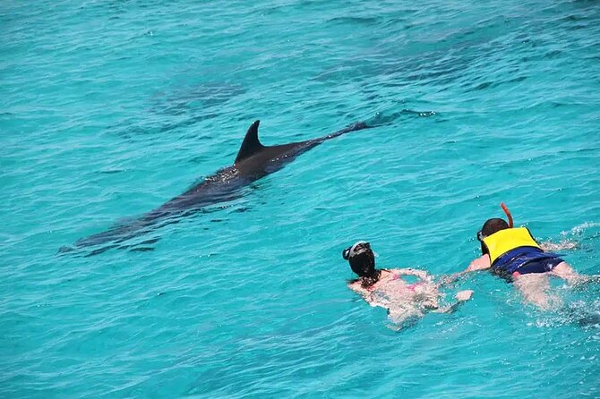 Hurghada: Swimming With Dolphins & Snorkeling Tour HurghadaToGo - What to Expect