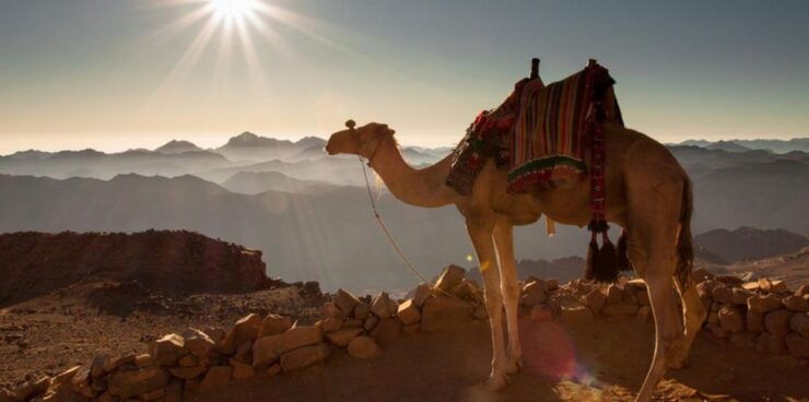 Hurghada: VIP Quad, Sea, Camel, Safari, Stargazing & Dinner - Activity Details