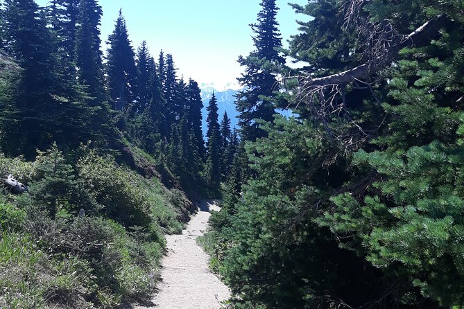 Hurricane Ridge Olympic National Park From Seattle - Personalized Experience Away From the City
